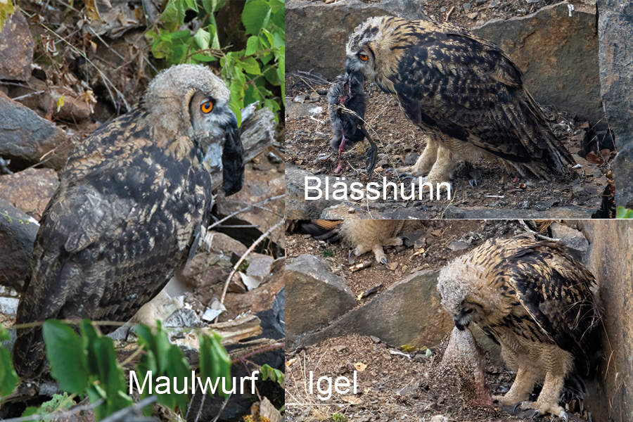 Uhu - Bubu bubo, Eulen, Eule, Sachsen, Grimma, Muldental, www.richter-naturfotografie.de, Strigiformes, Federohren,  Aestling, Aestlinge, Brut