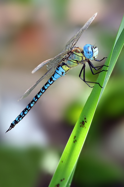 Suedliche Mosaikjungfer - Aeshna affinis