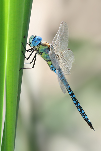 Suedliche Mosaikjungfer - Aeshna affinis - Sachsen - Männchen