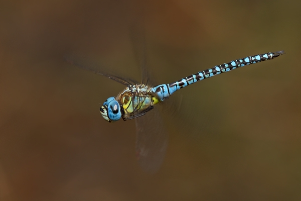 Suedliche Mosaikjungfer - Aeshna affinis Maennchen Edellibellen Sachsen Odonata Großlibellen Libellen 