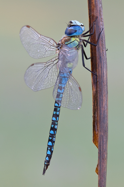 Suedliche Mosaikjungfer - Aeshna affinis Maennchen Edellibellen Sachsen-Anhalt Odonata Großlibellen Libellen 