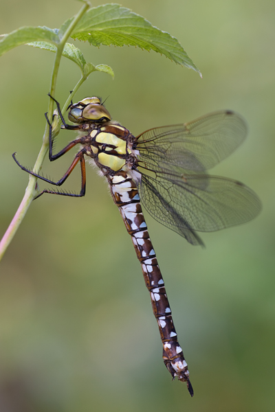 Aeshna cyanea - Blaugruene Mosaikjungfer Edellibellen Weibchen Sachsen Odonata Großlibellen Grimma Insekten Libellen 