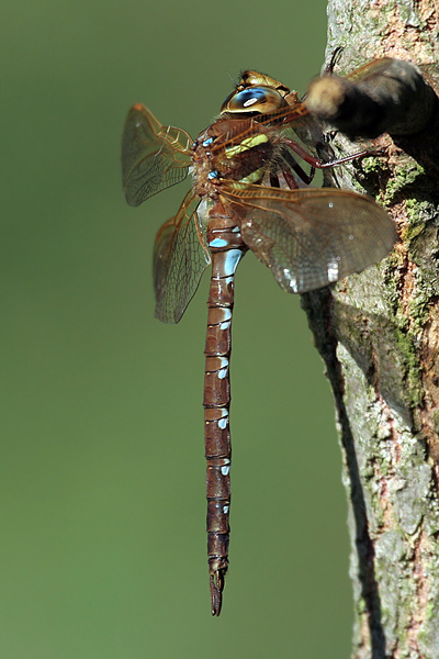 Braune Mosaikjungfer - Aeshna grandis