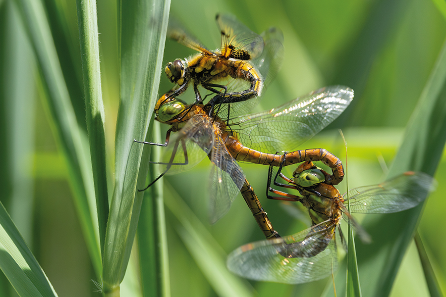 Keilflecklibelle, Keilfleck-Mosaikjungfer - Aeshna isosceles, Grimma, Sachsen, Edellibellen, Libellula, Aeshnidae, Muldental, richter-naturfotografie.de