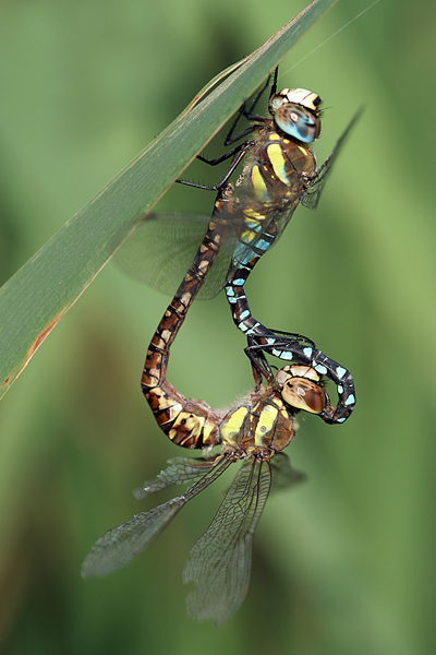Herbst-Mosaikjungfer - Aeshna mixta