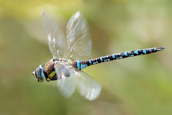 Herbst-Mosaikjungfer - Aeshna mixta - Flugaufnahme