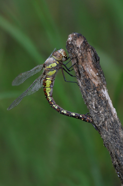 Herbst-Mosaikjungfer - Aeshna mixta