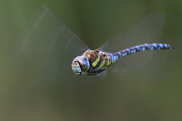 Herbst-Mosaikjungfer - Aeshna mixta - Flugaufnahme 