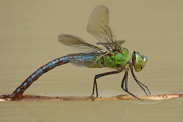 Große Koenigslibelle - Anax imperator