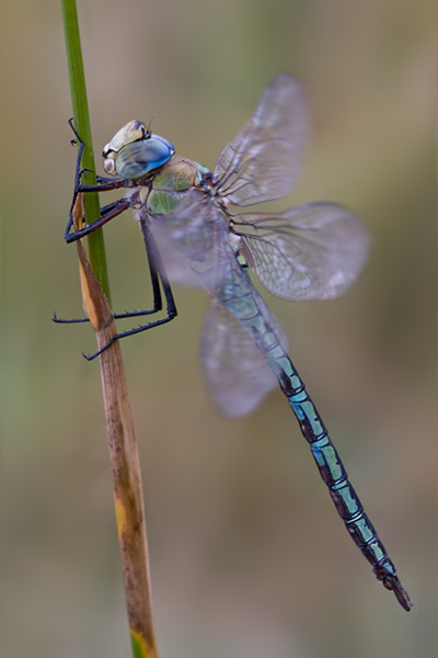 Große Koenigslibelle - Anax imperator - in der Aufwärmphase