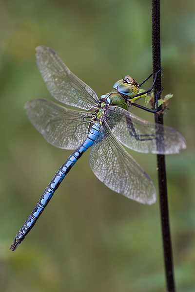Große Koenigslibelle - Anax imperator - Maennchen 