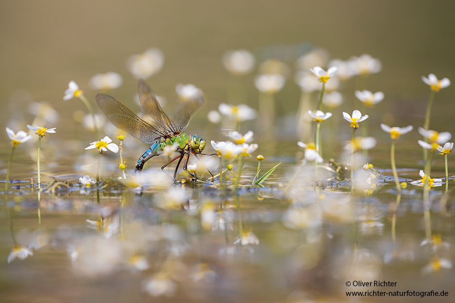 Große Koenigslibelle - Anax imperator Libellen Sachsen Odonata Großlibellen Edellibellen, Weibchen, Eiablage, Maennchen, Edellibellen