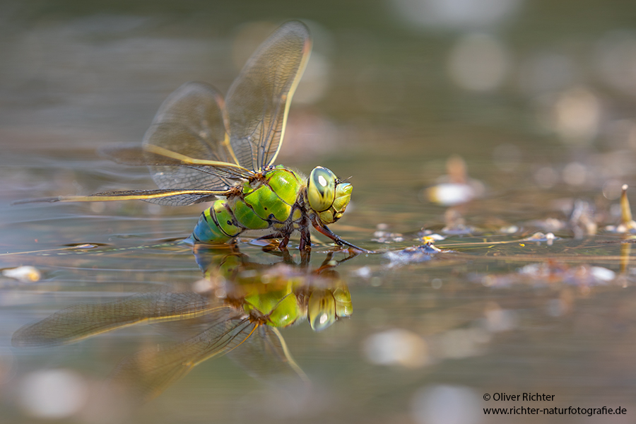Große Koenigslibelle - Anax imperator Libellen Sachsen Odonata Großlibellen Edellibellen, Weibchen, Eiablage, Maennchen, Edellibellen