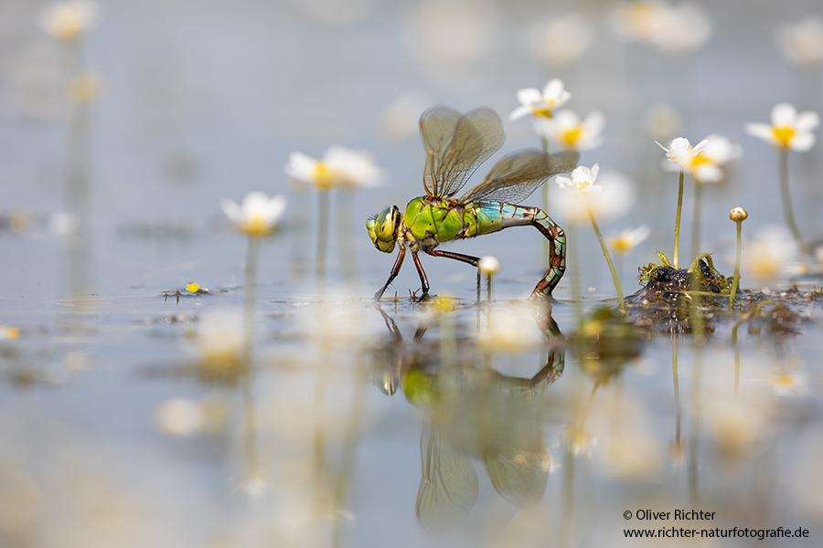 Große Koenigslibelle - Anax imperator Libellen Sachsen Odonata Großlibellen Edellibellen, Weibchen, Eiablage, Maennchen, Edellibellen