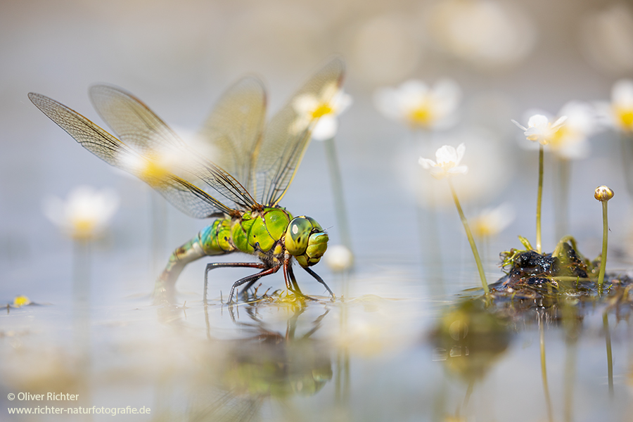 Große Koenigslibelle - Anax imperator Libellen Sachsen Odonata Großlibellen Edellibellen, Weibchen, Eiablage, Maennchen, Edellibellen