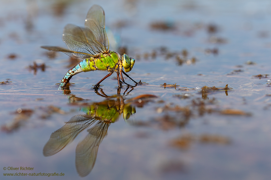 Große Koenigslibelle - Anax imperator Libellen Sachsen Odonata Großlibellen Edellibellen, Weibchen, Eiablage, Maennchen, Edellibellen