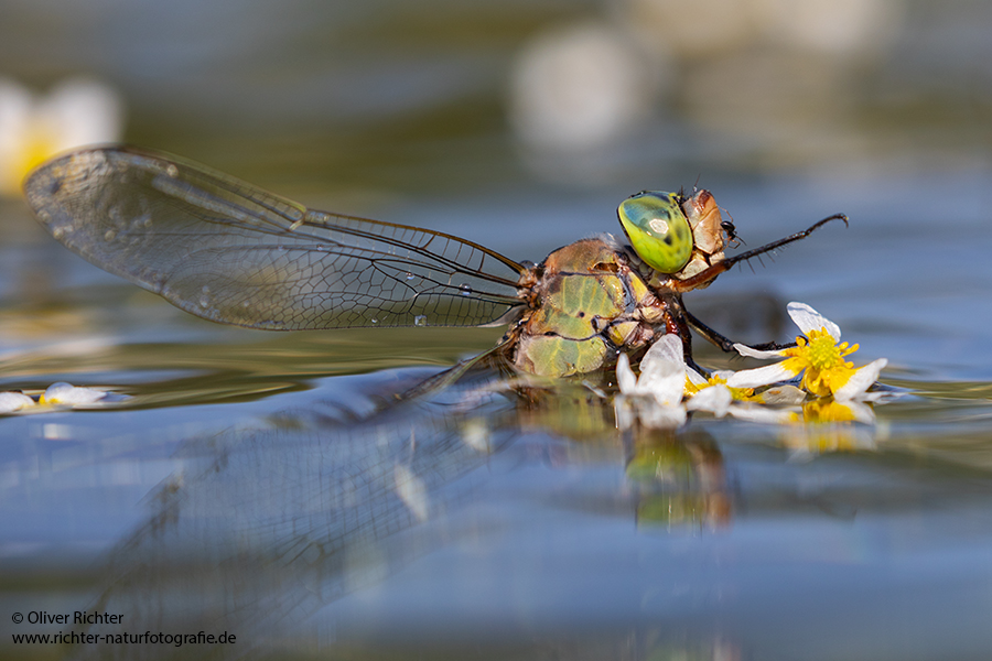 Große Koenigslibelle - Anax imperator Libellen Sachsen Odonata Großlibellen Edellibellen, Weibchen, Eiablage, Maennchen, Edellibellen