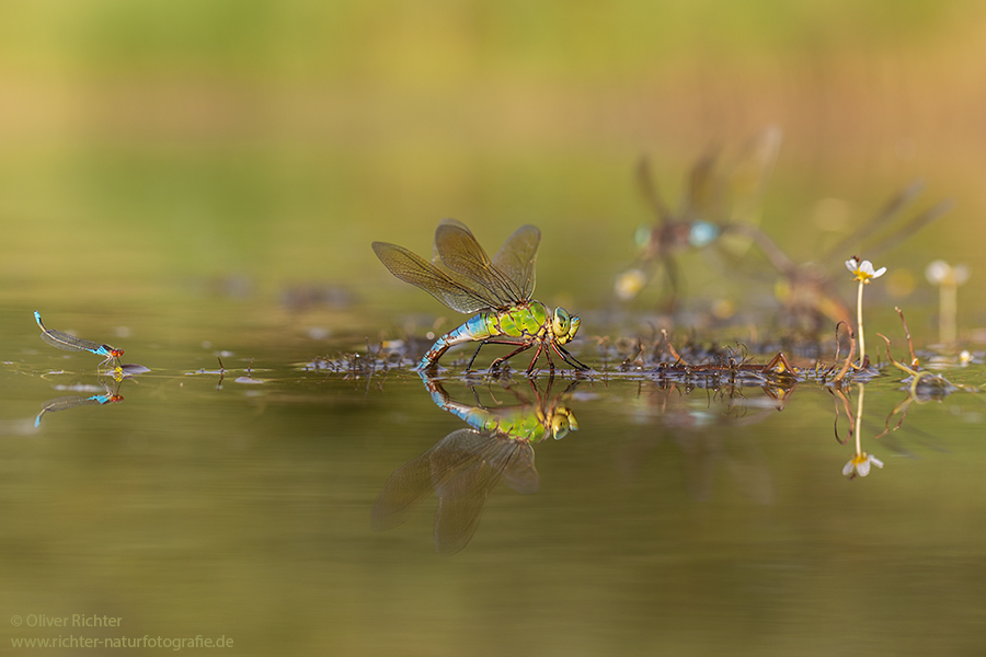 Große Koenigslibelle - Anax imperator Libellen Sachsen Odonata Großlibellen Edellibellen, Weibchen, Eiablage, Maennchen, Edellibellen
