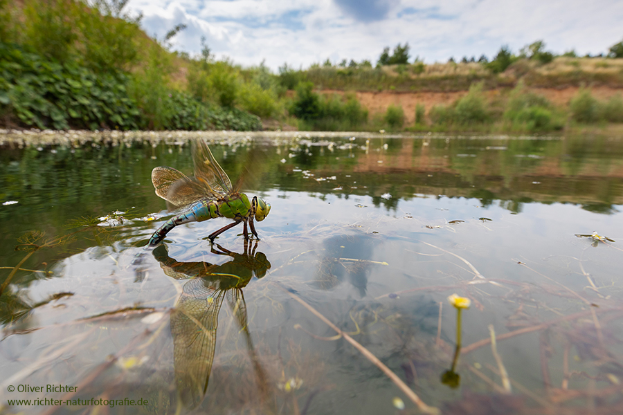 Große Koenigslibelle - Anax imperator Libellen Sachsen Odonata Großlibellen Edellibellen, Weibchen, Eiablage, Maennchen, Edellibellen