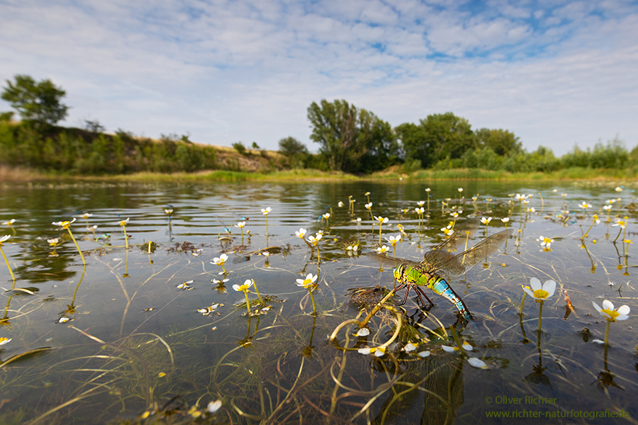 Große Koenigslibelle - Anax imperator Libellen Sachsen Odonata Großlibellen Edellibellen, Weibchen, Eiablage, Maennchen, Edellibellen