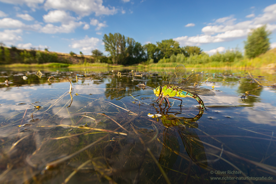 Große Koenigslibelle - Anax imperator Libellen Sachsen Odonata Großlibellen Edellibellen, Weibchen, Eiablage, Maennchen, Edellibellen