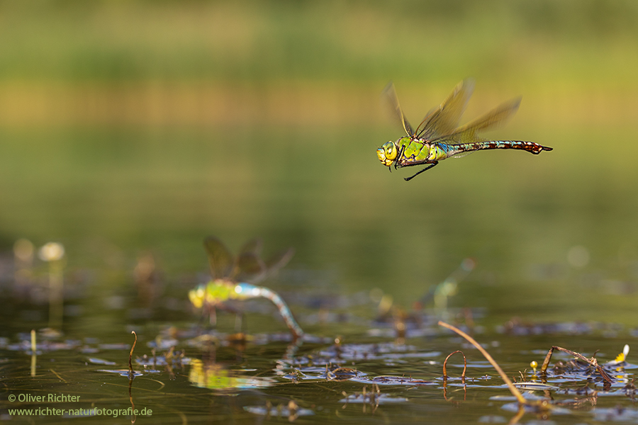 Große Koenigslibelle - Anax imperator Libellen Sachsen Odonata Großlibellen Edellibellen, Weibchen, Eiablage, Maennchen, Edellibellen