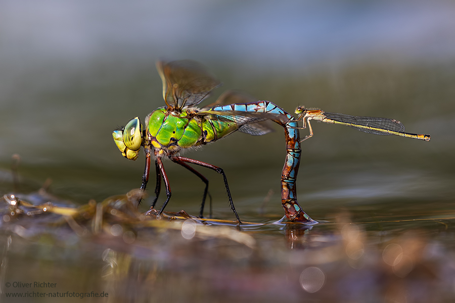 Große Koenigslibelle - Anax imperator Libellen Sachsen Odonata Großlibellen Edellibellen, Weibchen, Eiablage, Maennchen, Edellibellen