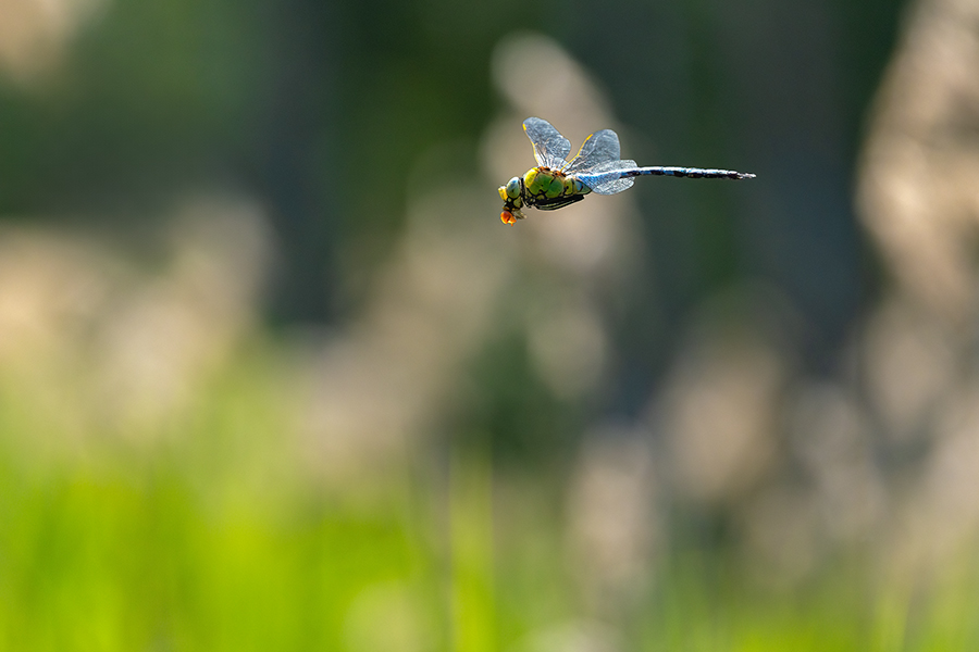 Große Koenigslibelle - Anax imperator Libellen Sachsen Odonata Großlibellen Edellibellen, Weibchen, Eiablage, Maennchen, Edellibellen	