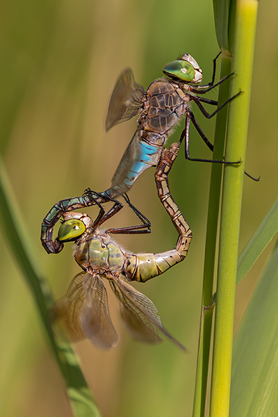 Kleine Koenigslibelle, Anax parthenope - Muldental, Sachsen, Grimma, Edellibellen, Aeshnidae