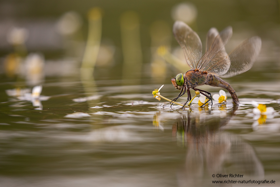 Kleine Koenigslibelle - Anax parthenope - Muldental, Edellibellen, Grimma, Sachsen, Aeshnidae, Anisoptera, Paarung, Eiablage, Paarungsrad, Tandem
