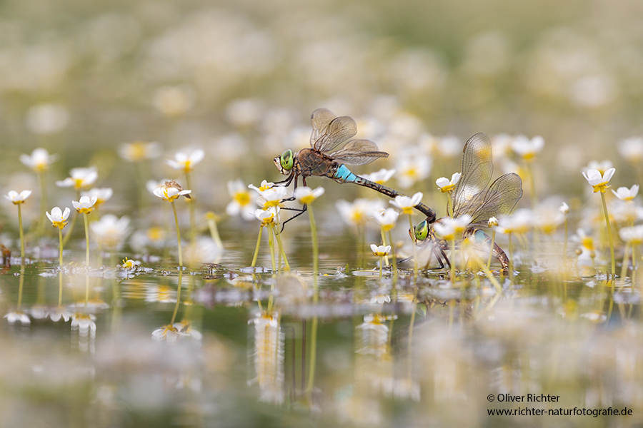 Kleine Koenigslibelle - Anax parthenope - Muldental, Edellibellen, Grimma, Sachsen, Aeshnidae, Anisoptera, Paarung, Eiablage, Paarungsrad, Tandem
