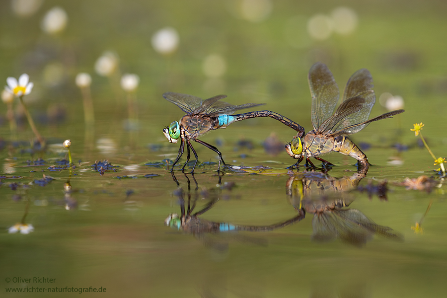 Kleine Koenigslibelle - Anax parthenope - Muldental, Edellibellen, Grimma, Sachsen, Aeshnidae, Anisoptera, Paarung, Eiablage, Paarungsrad, Tandem