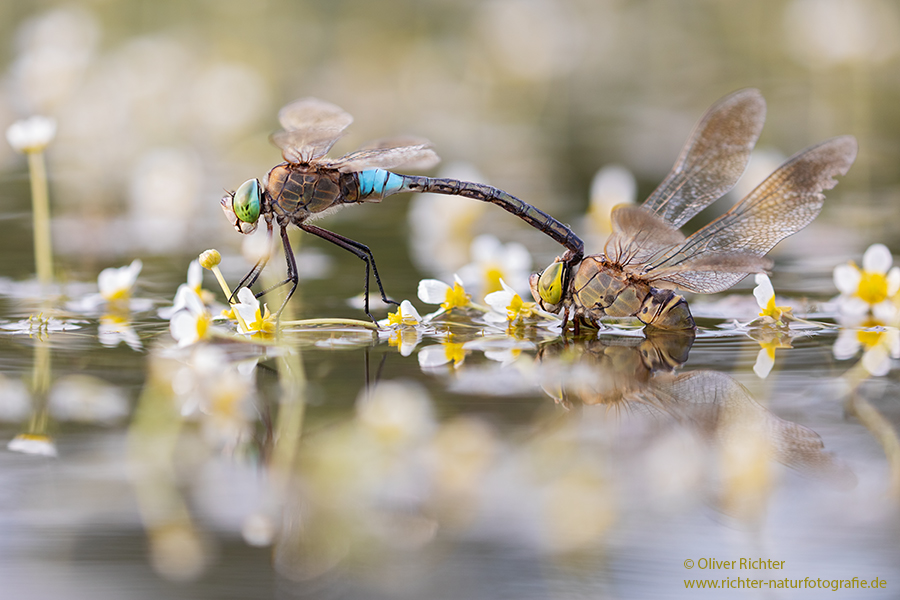 Kleine Koenigslibelle - Anax parthenope - Muldental, Edellibellen, Grimma, Sachsen, Aeshnidae, Anisoptera, Paarung, Eiablage, Paarungsrad, Tandem