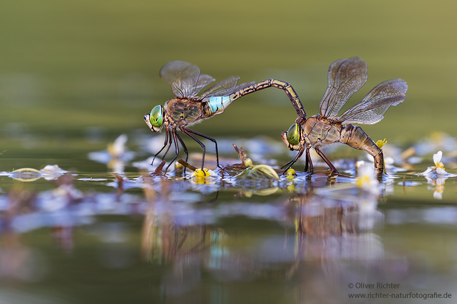 Kleine Koenigslibelle - Anax parthenope - Muldental, Edellibellen, Grimma, Sachsen, Aeshnidae, Anisoptera, Paarung, Eiablage, Paarungsrad, Tandem