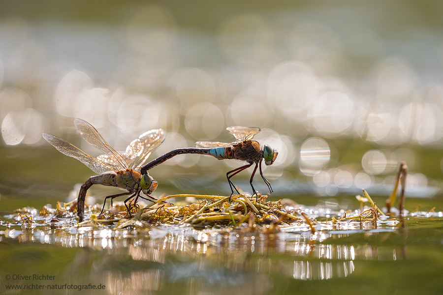 Kleine Koenigslibelle - Anax parthenope - Muldental, Edellibellen, Grimma, Sachsen, Aeshnidae, Anisoptera, Paarung, Eiablage, Paarungsrad, Tandem