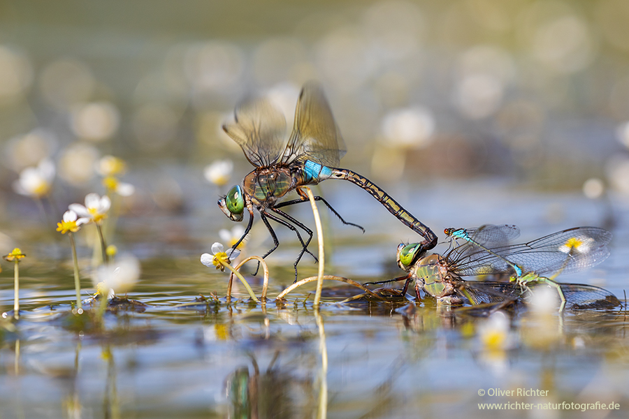 Kleine Koenigslibelle - Anax parthenope - Muldental, Edellibellen, Grimma, Sachsen, Aeshnidae, Anisoptera, Paarung, Eiablage, Paarungsrad, Tandem