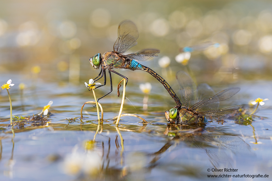 Kleine Koenigslibelle - Anax parthenope - Muldental, Edellibellen, Grimma, Sachsen, Aeshnidae, Anisoptera, Paarung, Eiablage, Paarungsrad, Tandem