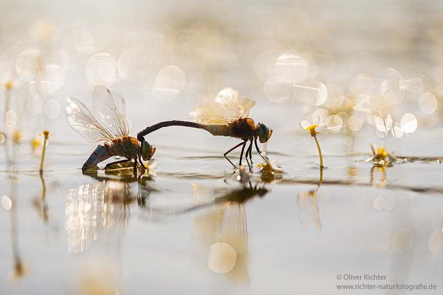 Kleine Koenigslibelle - Anax parthenope - Muldental, Edellibellen, Grimma, Sachsen, Aeshnidae, Anisoptera, Paarung, Eiablage, Paarungsrad, Tandem