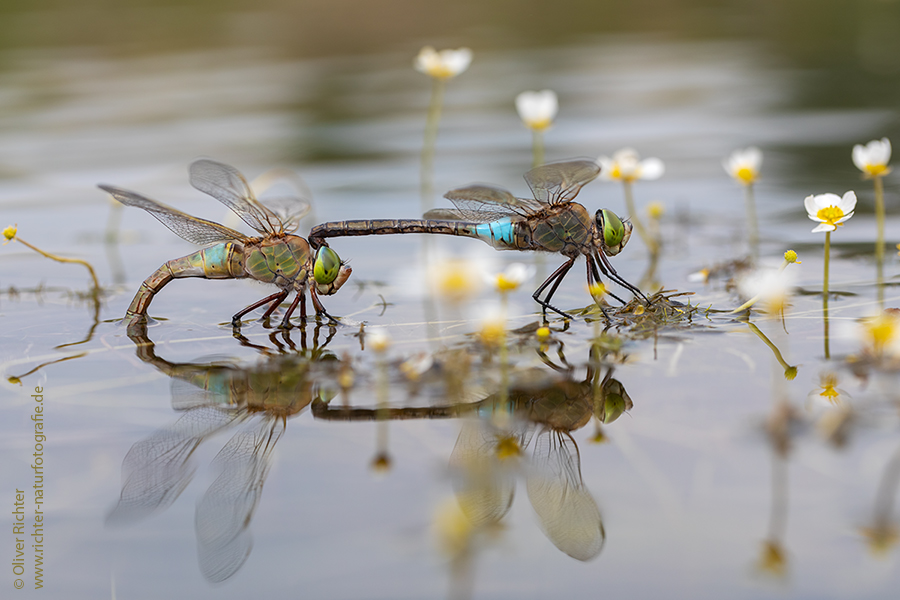 Kleine Koenigslibelle - Anax parthenope - Muldental, Edellibellen, Grimma, Sachsen, Aeshnidae, Anisoptera, Paarung, Eiablage, Paarungsrad, Tandem