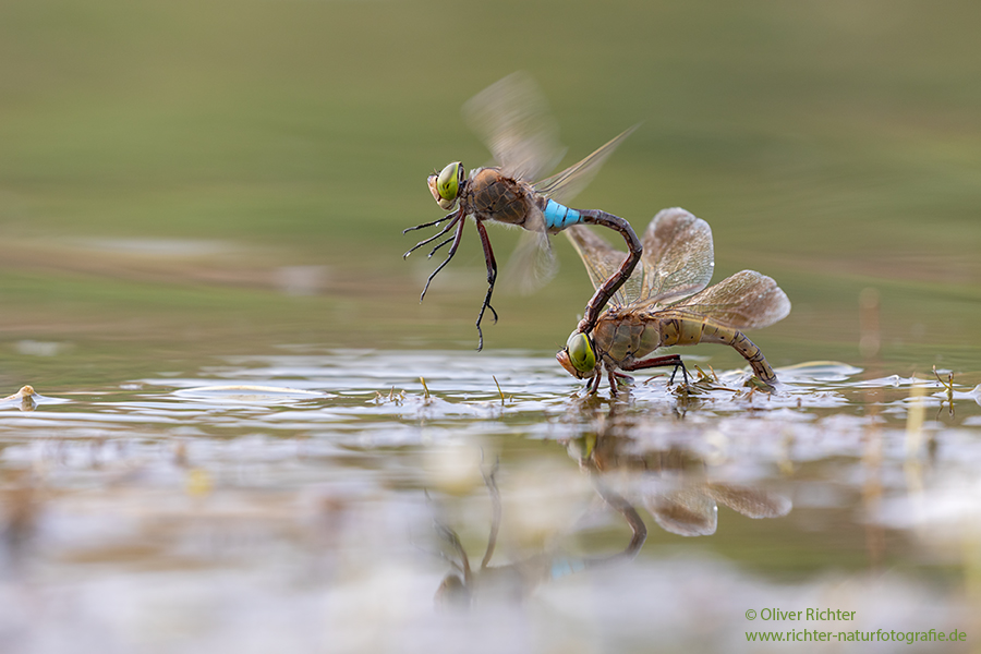 Kleine Koenigslibelle - Anax parthenope - Muldental, Edellibellen, Grimma, Sachsen, Aeshnidae, Anisoptera, Paarung, Eiablage, Paarungsrad, Tandem