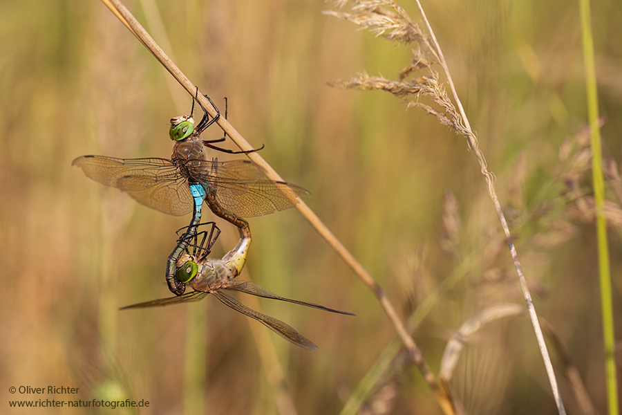 Kleine Koenigslibelle - Anax parthenope - Muldental, Edellibellen, Grimma, Sachsen, Aeshnidae, Anisoptera, Paarung, Eiablage, Paarungsrad, Tandem