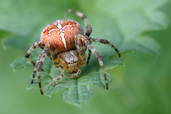 Gartenkreuzspinne - Araneus diadematus