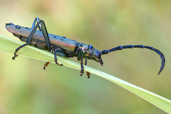 Moschusbock - Aromia moschata 