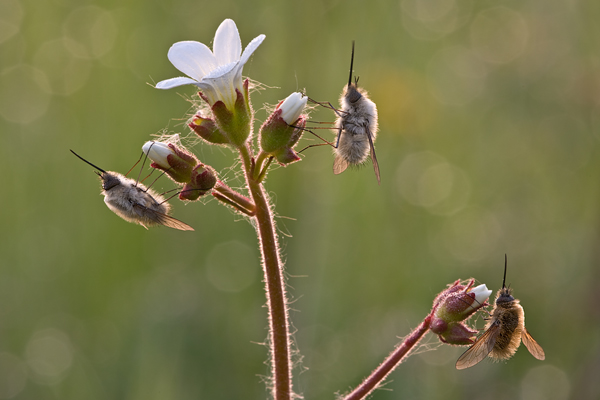Wollschweber - Bombyliidae Hummelfliegen Zweiflügler, Diptera