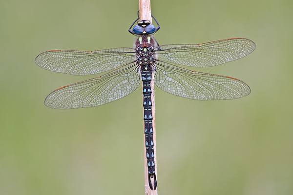 Frueher Schilfjaeger  - Brachytron pratense