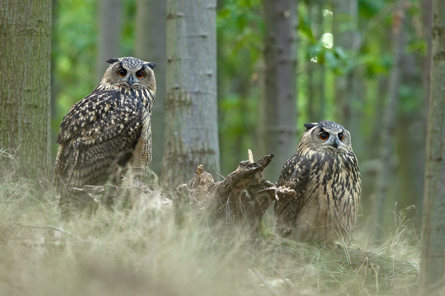 Uhu - Bubu bubo, Eulen, Eule, Sachsen, Grimma, Muldental, www.richter-naturfotografie.de, Strigiformes, Federohren,  Aestling, Aestlinge, Brut