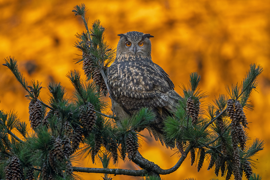 Uhu - Bubu bubo, Eulen, Eule, Sachsen, Grimma, Muldental, www.richter-naturfotografie.de, Strigiformes, Federohren,  Aestling, Aestlinge, Brut