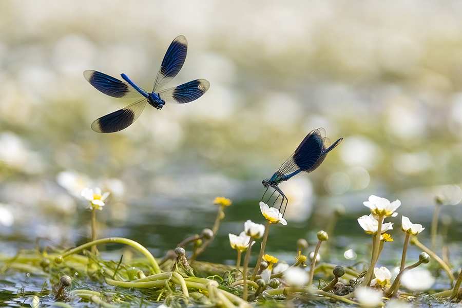 Gebaenderte Prachtlibellen - Calopteryx splendens - Maennchen Revierkampf