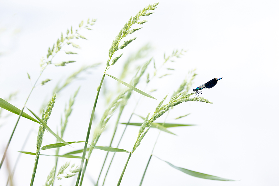 Gebaenderte Prachtlibellen - Calopteryx splendens - Maennchen Revierkampf
