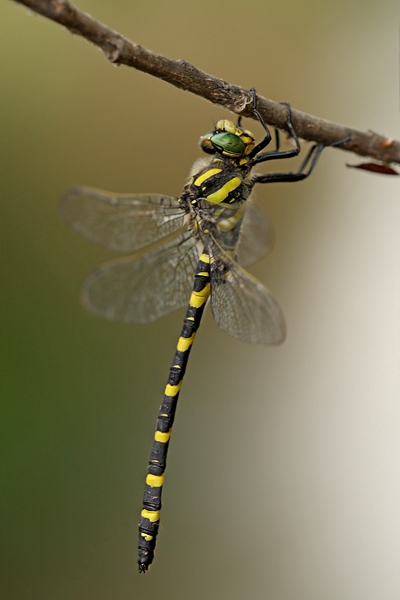 Zweigestreifte Quelljungfer - Cordulegaster boltonii immaculifrons - Canal de Vergiere